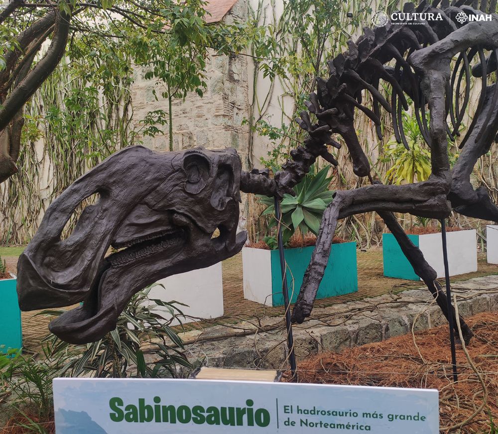 El Sabinosaurio, llega al centro cultural San Pablo, donde podrá apreciarse hasta finales de enero de 2024. Foto: Felisa Aguilar Arellano. INAH